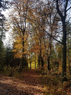 a dirt road surrounded by trees and leaves