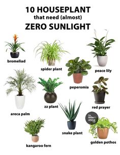 the top ten houseplant plants that need almost zero sunlight in their potted size