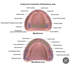 Ganesh Aarti, Dental Medicine, Dental Assistant Study, Soft Palate, Dental Anatomy, Dental Technician, Dental Laboratory, Dental Art, Dental School