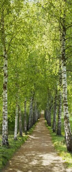 a dirt road surrounded by tall trees and green grass on both sides is lined with white birch trees