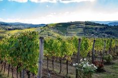 rows of vines in the foreground with rolling hills in the background and flowers growing on the ground