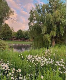 a pond surrounded by trees and flowers in the middle of a field with white daisies