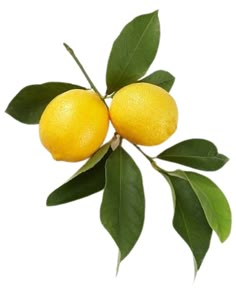 two lemons with green leaves on a white background