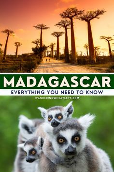 three lemurs in front of trees with the words madagascar on it and an image of