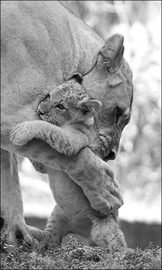 a baby lion playing with its mother in black and white photo taken by wildlife photographer person