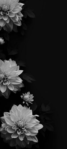 black and white photograph of flowers in the dark