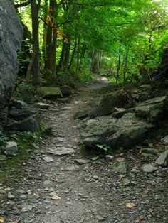 a trail in the woods with rocks and trees