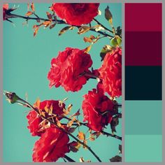 red roses against a blue sky with color swatches in the middle and bottom half