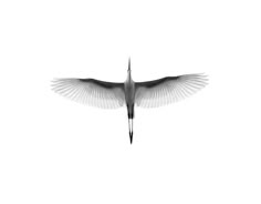 a black and white photo of a bird flying