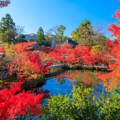 red leaves are on the trees and water