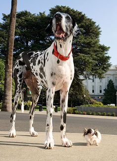 a large dalmatian dog standing next to two small dogs