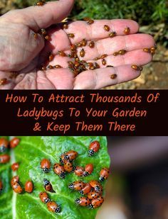 ladybugs in the palm of someone's hand with text overlay how to attract thousands of ladybugs to your garden and keep them there