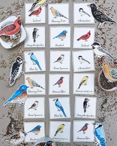 several cards with different birds on them sitting next to some seeds and spoons filled with seeds