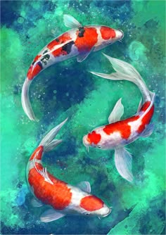 two orange and white koi fish swimming in green water with bubbles on the surface