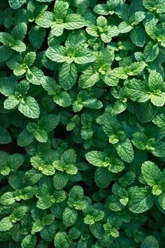 green leaves are growing on top of each other in the garden, as seen from above