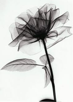 a black and white photo of a flower