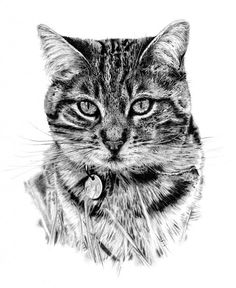 a black and white drawing of a cat