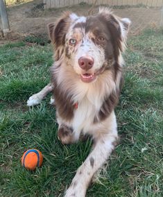 a brown and white dog laying in the grass next to a ball