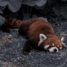 a brown and white animal laying on top of a dirt ground next to green plants