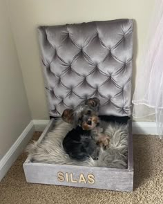 two small dogs are sitting in a gray velvet chair with the word silas written on it