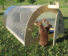 a rabbit in a cage on the grass