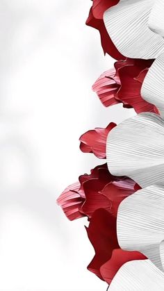 red and white flowers are arranged in a row