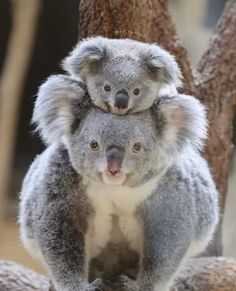 two koalas are sitting on top of each other