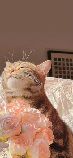 a cat laying on top of a bed next to a bouquet of pink and white flowers