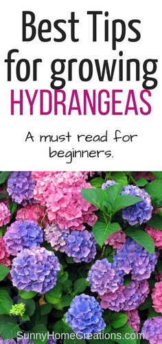 purple and blue flowers with text overlay that reads best tips for growing hydrangeas