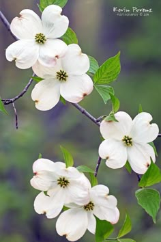 white dogwood flowers are blooming on a tree branch