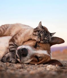 a cat and dog are laying on the ground with their heads touching each other's paws