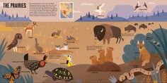 an illustrated map of the prairie with animals, birds and other things to see in it