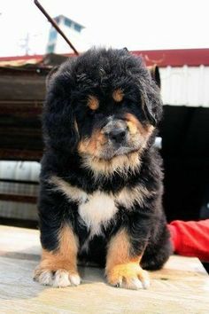 a black and brown dog sitting on top of a wooden table