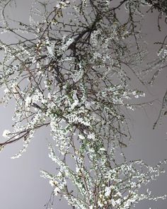 white flowers are blooming on the branches of a tree in front of a gray wall