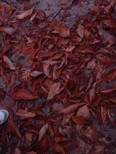 a person standing in front of leaves on the ground with their feet propped up against them