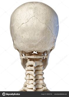 the bones of the head and neck are shown in this 3d image stock photo 5497