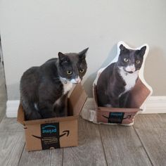 a black and white cat sitting in a cardboard box next to an image of a cat