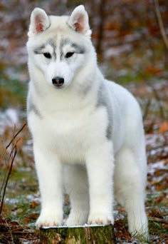 a white and gray husky dog standing on top of a tree stump in the woods