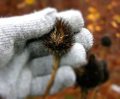 a close up of a person's hand holding a flower