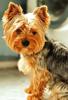 a small brown and black dog sitting next to a dryer