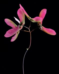 a pink flower on a black background with no leaves or flowers in the foreground