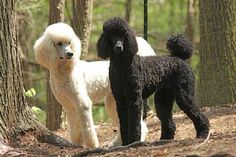 two poodles standing next to each other near a tree in the woods on a sunny day