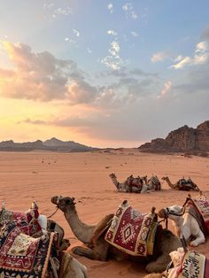 three camels are sitting in the desert with their blankets on them and one is laying down