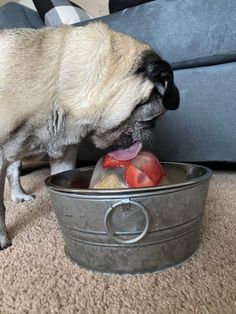 a pug dog eating food out of a metal bowl