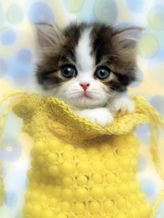 a small kitten sitting in a yellow crocheted bag on top of a blue and white background