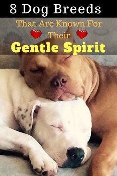 two dogs cuddling together with the caption 8 dog breeds that are known for their gentle spirit