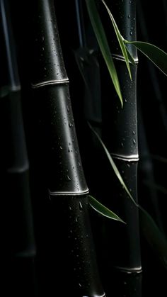 the tall bamboos are covered with water droplets and green plants in the dark background