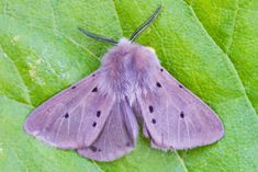 a small moth sitting on top of a green leaf