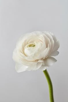 size: 24x16in Photographic Print: White Ranunculus Flower by artjazz : Final Cake, Ranunculus Arrangement, Ranunculus Boutonniere, Ranunculus Flower, Individual Flowers, Amaryllis Flowers, Greenery Arrangements, White Ranunculus, Sweet Flowers