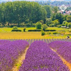 a large field full of purple flowers next to a lush green forest filled with trees